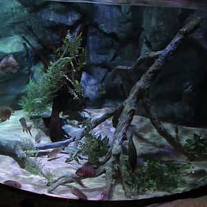 Rainforest Adventure- Amazon Tank 3