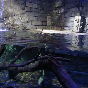 Rainforest Adventure- Cuvier's Dwarf Caiman Exhibit