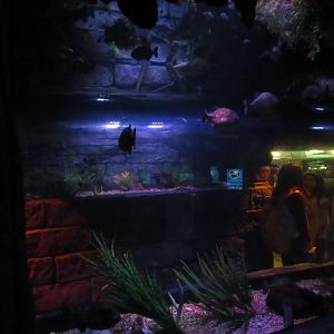 Rainforest Adventure- Piranha Walk-Through Tank