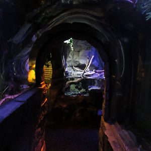 Rainforest Adventure- Piranha Walk-Through Tank