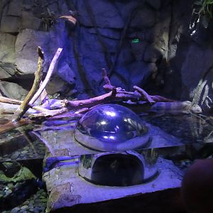 Rainforest Adventure- Burmese Python Exhibit