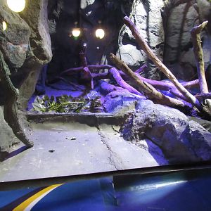 Rainforest Adventure- Burmese Python Exhibit