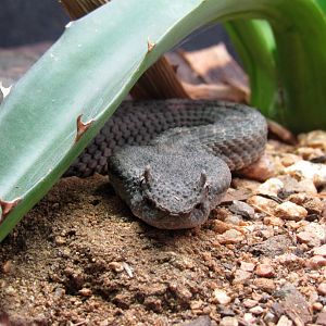 Mexican Black-Tailed Pitviper