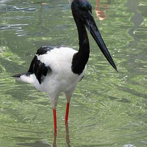 Black-Necked Stork