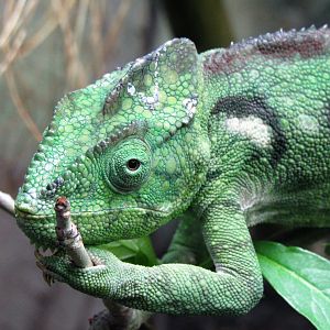 Oustalet's Chameleon