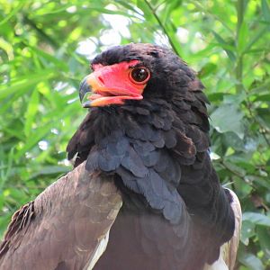Bateleur