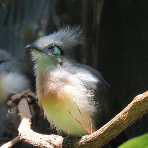 Crested Coua