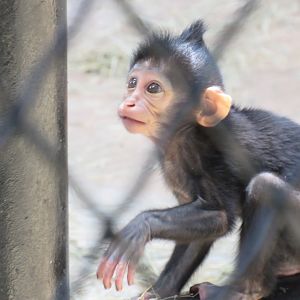 Juvenile Black-Crested Mangabey.