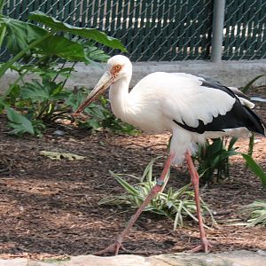 Maguari Stork