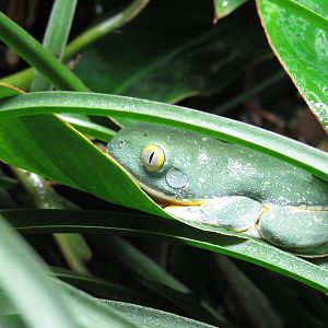 Splendid Leaf Frog