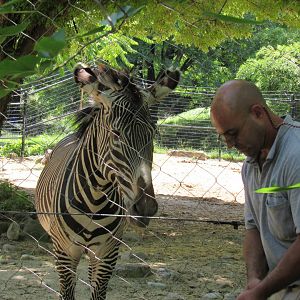 Grevy's Zebra Presentation