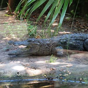 West African Crocodile