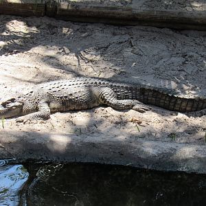 New Guinea Crocodile?