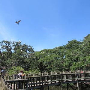 Alligator Swamp & Wading Bird Rookery