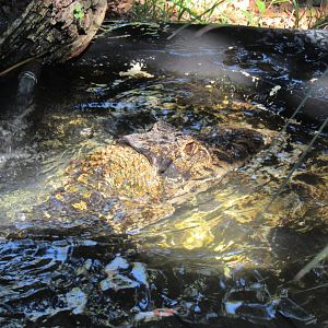 Black Caiman