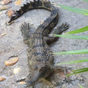 Juvenile Slender-Snouted Crocodile