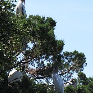 Wood Storks (Mycteria americana)