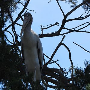 Wood Stork (Mycteria americana)
