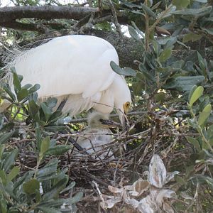 Snowy Egret and Chick (Egretta thula)