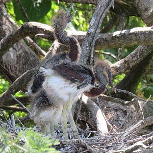 Tricolored Heron Chicks (Egretta tricolor)