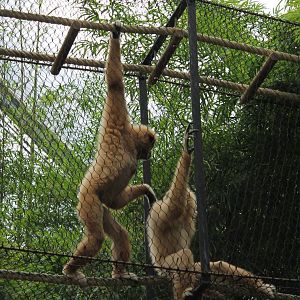 White-handed gibbons