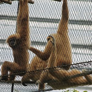 White-handed gibbons