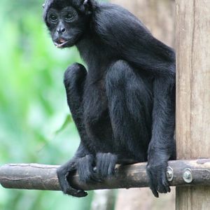 Colombian black spider monkey
