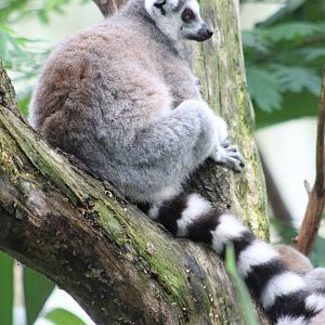 Ring-tailed Lemur
