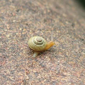Free-ranging snail