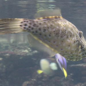 Scribbled Filefish - Aluterus scriptus