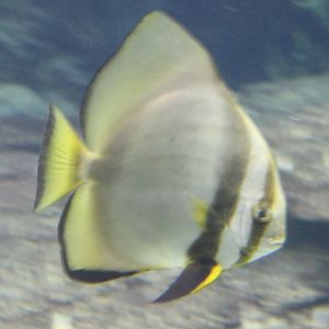 Orbicular batfish