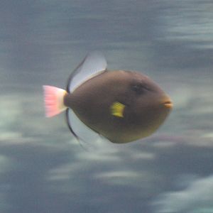 Pinktailed Trigger - Melichthys vidua