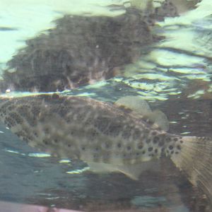 Filefish - Aluterus species