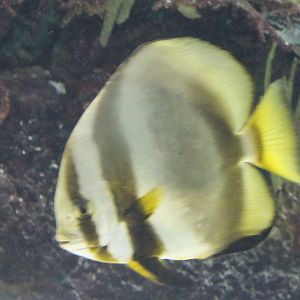 Orbicular batfish