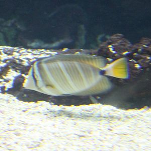 Sailfin Surgeonfish