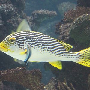 Oblique-banded Sweetlips -Plectorhinchus lineatus