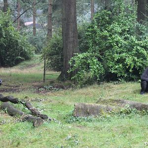 L Hoest's monkey and Western lowland gorilla