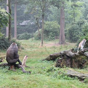 Western lowland gorilla and Patas