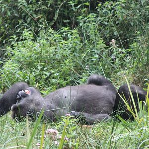 Relaxing Gorilla