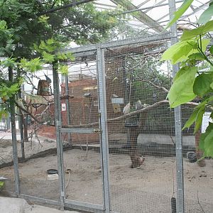 Parakeet-aviary
