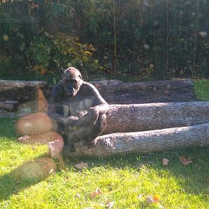 12231357_10153312085038507_1917859686_n