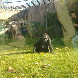 Western lowland gorilla