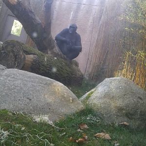 Gorilla