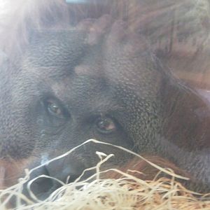 Male Orangutan Born 1969, 18 Fevruary