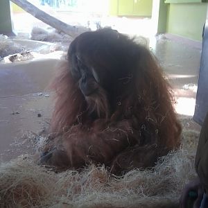 Sumatran orangutan, male