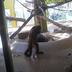 Juvenile Sumatran orangutan