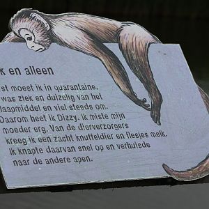 Sign of Dizzy the Capucine monkey