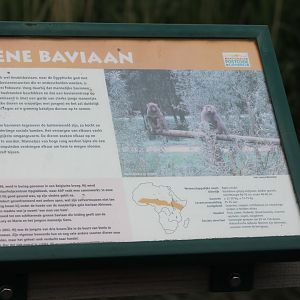 Green baboon info-sign