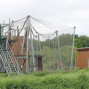 White-handed gibbon-enclosure