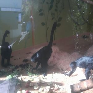 Black Spider Monkey Bachelor Group